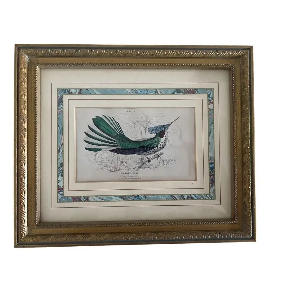 Stokes Hummingbird Print | Plate 5 by William Jardine | Framed 9.5x11.5 inch